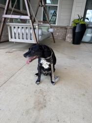 Found/Stray Male Dog last seen Near Highlands Church, Madison, AL 35757