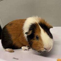 Shelter Stray Male Other last seen , 3607 N Armenia Ave, Tampa, FL 33607, USA