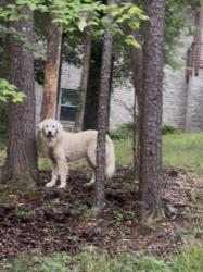 Found/Stray Unknown Dog last seen Near Ten Oaks Drive, Chattanooga, TN 37412