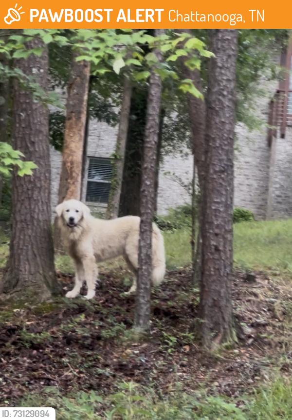 Found/Stray Unknown Dog last seen Near Ten Oaks Drive, Chattanooga, TN 37412