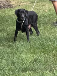 Found/Stray Female Dog last seen Near & Erhart Northern, Grafton, OH 44044