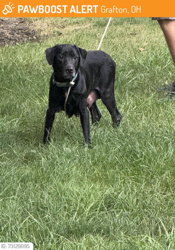 Found/Stray Female Dog last seen Near & Erhart Northern, Grafton, OH 44044