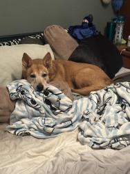 Reunited Female Dog last seen University and Longmore, Mesa, AZ 85201