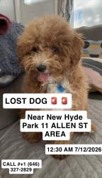 Reunited Male Dog last seen New Hyde Park Area 11 Allen st, New Hyde Park, NY 11040