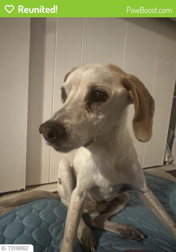 Reunited Male Dog last seen 55th and M8, Palmdale, CA 93551