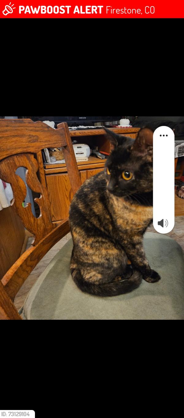 Lost Female Cat last seen Pinecone / Colorado Blvd, Firestone, CO 80520
