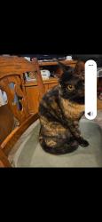 Lost Female Cat last seen Pinecone / Colorado Blvd, Firestone, CO 80520