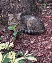 Found/Stray Male Cat last seen Accipiter Dr. and Pealei Dr and Harrier Dr., Orlando, FL 32837
