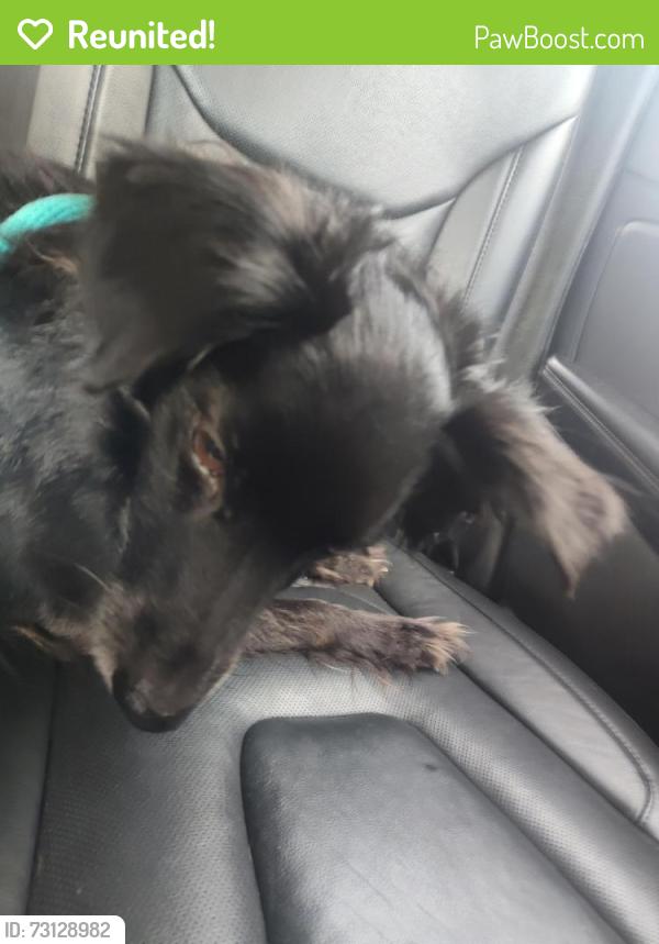 Reunited Male Dog last seen Abarzo at Four corners, Kissimmee, FL 34747