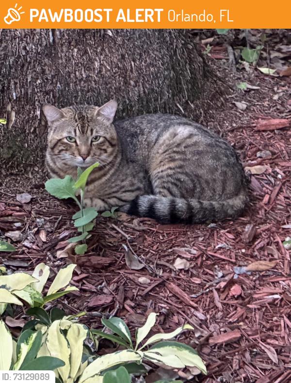 Found/Stray Male Cat last seen Accipiter Dr. and Pealei Dr and Harrier Dr., Orlando, FL 32837