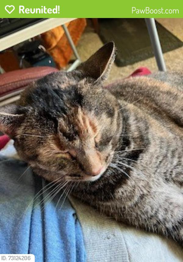 Reunited Female Cat last seen County Road F and Rice Street, Shoreview, MN 55126