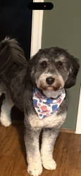 Lost Male Dog last seen Near Plainview Drive Fredericksburg VA, Fredericksburg, VA 22405