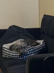 Reunited Female Dog last seen Florence and elms st, Killeen, TX 76542