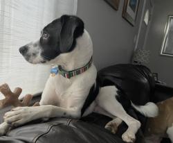 Reunited Male Dog last seen BenHill and Warwick, Harrisburg, NC 28075