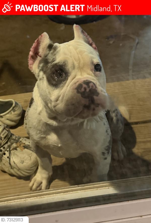 Lost Female Dog last seen South county road 1226, Midland, TX 79706