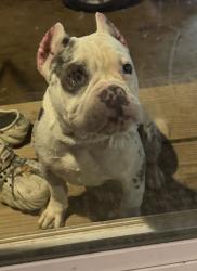 Lost Female Dog last seen South county road 1226, Midland, TX 79706