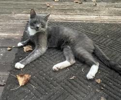 Found/Stray Male Cat last seen Lennox Dr, Garner, NC 27529