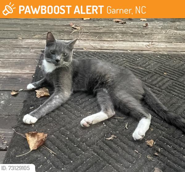 Found/Stray Male Cat last seen Lennox Dr, Garner, NC 27529