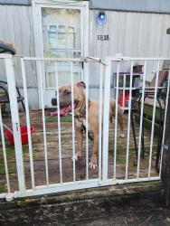 Reunited Male Dog last seen PINE BLOSSOM ROAD, Milton, FL 32570