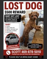 Lost Female Dog last seen Hillcrest, Dallas, TX 75248