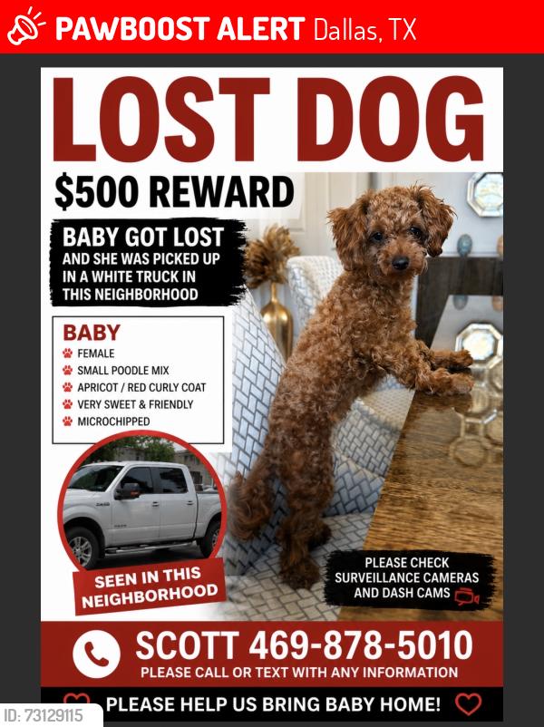 Lost Female Dog last seen Hillcrest, Dallas, TX 75248
