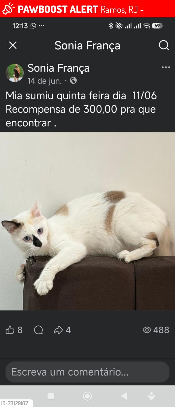 Lost Female Cat last seen Rua doutor Miguel Vieira Ferreira n 59 no estacionamento do prédio nesse número., Ramos, RJ 21060-090
