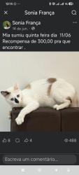 Lost Female Cat last seen Rua doutor Miguel Vieira Ferreira n 59 no estacionamento do prédio nesse número., Ramos, RJ 21060-090