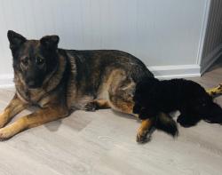 Reunited Female Dog last seen Union Cross Rd, Kernersville, NC 27284