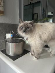 Reunited Female Cat last seen Hillcrest Court American Canyon, CA, American Canyon, CA 94503