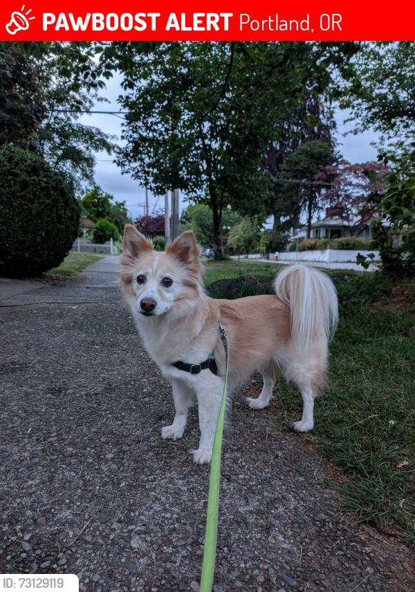 Lost Female Dog last seen NE Mallory and NE Mason, Portland, OR 97211