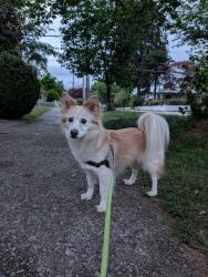 Lost Female Dog last seen NE Mallory and NE Mason, Portland, OR 97211
