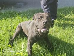 Shelter Stray Male Dog last seen Near BLOCK PASADENA ST, DETROIT MI 48238, 7401 Chrysler Dr, Detroit, MI 48211, USA