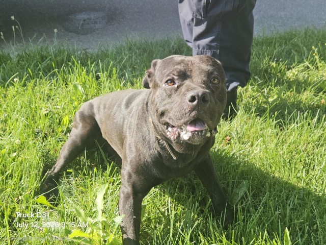 Shelter Stray Male Dog last seen Near BLOCK PASADENA ST, DETROIT MI 48238, 7401 Chrysler Dr, Detroit, MI 48211, USA
