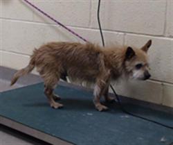 Shelter Stray Male Dog last seen S HIMALAYA ST & E QUINCEY ST CENTENNIAL CO 80015, 1241 W Bayaud Ave, Denver, CO 80223, USA