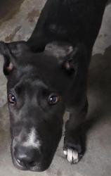 Shelter Stray Male Dog last seen , 11361 W Pico Blvd, Los Angeles, CA 90064, USA
