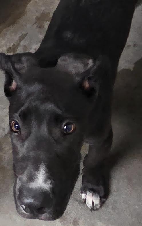 Shelter Stray Male Dog last seen , 11361 W Pico Blvd, Los Angeles, CA 90064, USA
