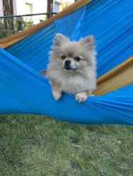 Reunited Male Dog last seen 42nd Ave N, Minneapolis, MN 55412