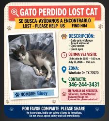Reunited Male Cat last seen Windlake Dr, Houston, TX 77070