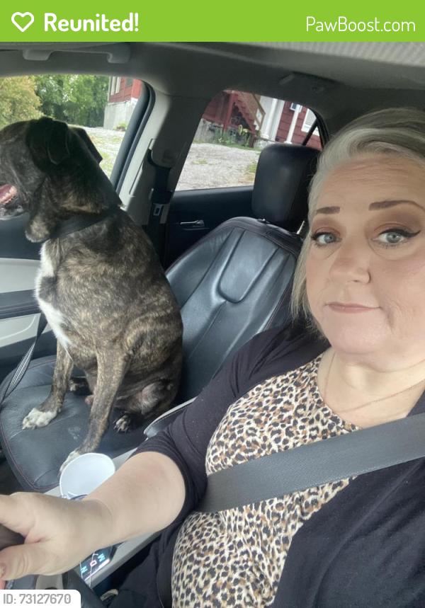 Reunited Male Dog last seen Audubon, Germantown, Brainerd, Chattanooga, TN 37411