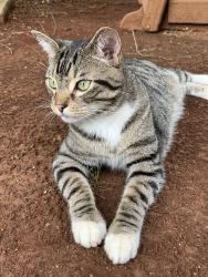 Found/Stray Female Cat last seen Grand Reserve apmts, Madison, AL 35758