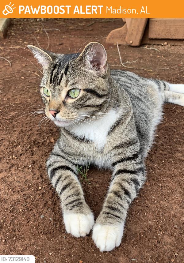 Found/Stray Female Cat last seen Grand Reserve apmts, Madison, AL 35758