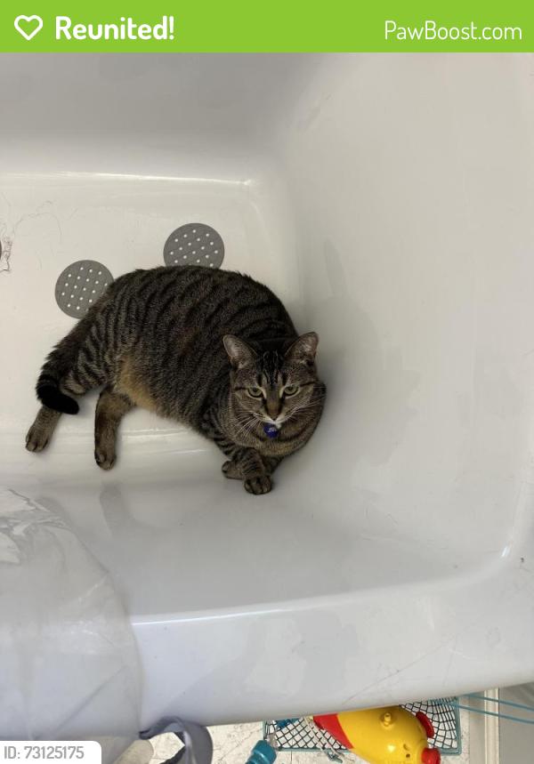 Reunited Female Cat last seen Ida Court & Christy Drive, Greenwood, IN 46143