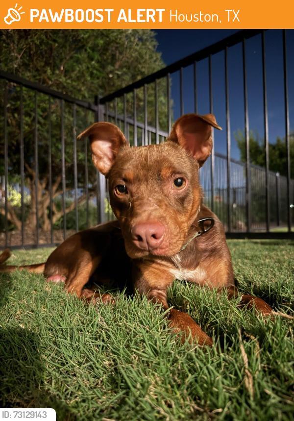 Found/Stray Male Dog last seen Mayde Creek Hike and Bike Trail, Houston, TX 77002