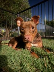 Found/Stray Male Dog last seen Mayde Creek Hike and Bike Trail, Houston, TX 77002