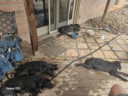 Reunited Female Dog last seen I20 & Little Rd, Arlington, TX 76016
