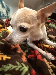 Reunited Female Dog last seen Gillcross Way, San Antonio, TX 78250, USA, San Antonio, TX 78250