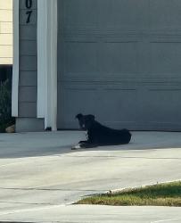 Found/Stray Unknown Dog last seen Texas 151, San Antonio, TX 78227
