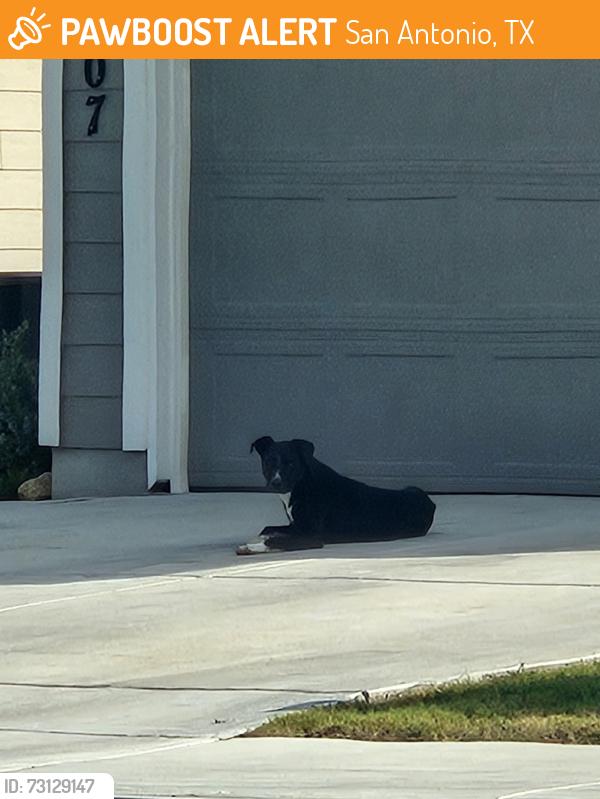 Found/Stray Unknown Dog last seen Texas 151, San Antonio, TX 78227