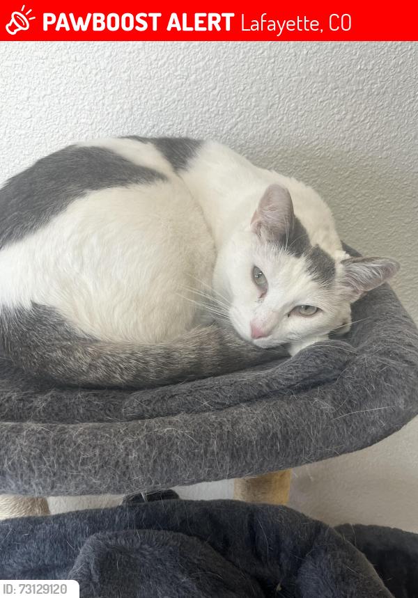 Lost Male Cat last seen Home- 12157 Flagg Drive, Lafayette, CO 80026