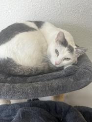 Lost Male Cat last seen Home- 12157 Flagg Drive, Lafayette, CO 80026